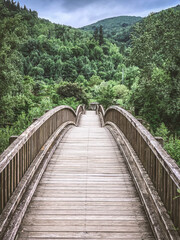 wooden bridge in a jungle