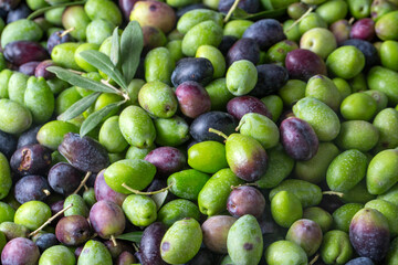 Fresh Harvested Green Olive for olive oil production pattern texture. Raw fruit for olive oil.