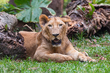 Majestic Lion Resting in Grassy Field