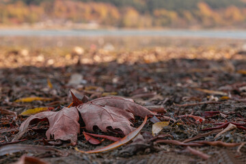 Autumn landscapes in Odemis Golcuk lake