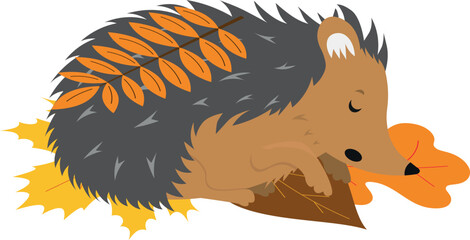 cartoon childish vector illustration of hedgehog sleeping in leaves isolated on white background © Karolna