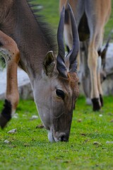 The common eland (Taurotragus oryx)