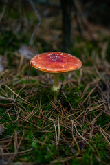 Muchomor czerwony w Puszczy Bydgoskiej