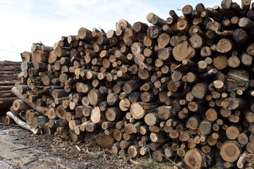 切り出された丸太 広葉樹