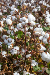 Cotton fields ready for harvesting, agriculture