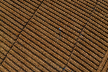 	
in a field growing carrots according to new standards of clean agriculture and food safety. Photo taken in Bac Ninh on October 13, 2024.	
