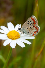 Common Blue butterfly (Polyommatus icarus) perched on a grass stem