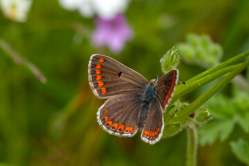 Common Blue butterfly (Polyommatus icarus) perched on a grass stem