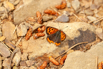 Lycaena phlaeas, the small copper, American copper, or common copper, a butterfly of the Lycaenids or gossamer-winged butterfly family at Narayana