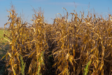 Dojrzała kukurydza w promieniach zachodzącego jesiennego słońca tuż przed zbiorami. Kukurydza na polu w jesienne popołudnie w ciepłym świetle słońca na obrzeżach miasta.  © Grzegorz