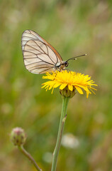 Butterfly - Aporia crataegi - on the flower