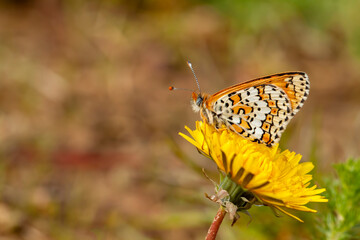Glanville Fritillary - Melitaea cinxia - butterfly