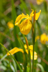 Yellow flag iris is in flower