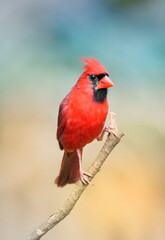 Red Cardinal