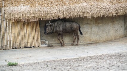 Fototapeta premium Wildebeests (Connochaetes taurinus) Walking in the grassland, Taman Solo Safari Zoo, Surakarta. Indonesia