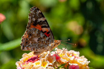 Butterfly in nature - Vanessa cardui