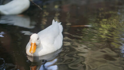 Close-up photo of Lesser Whistling Duck or (Dendrocygna javanica) swimming in water.