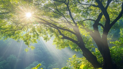 Obraz premium Sunlight filters through lush, intricate tree branches in a peaceful nature setting, casting soft shadows.