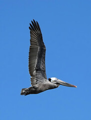 Brown Pelican