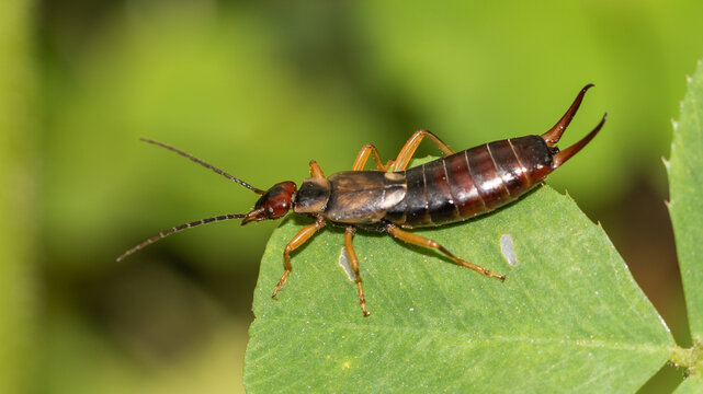 close-up image of an earwig on a green leaf, highlighting its unique physical features and the vibrant natural environment around it