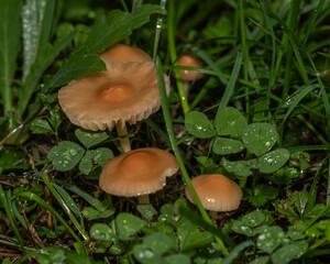 A close-up view of small orange mushrooms emerging from the wet, dew-covered grass, capturing the essence of a moist, verdant forest floor