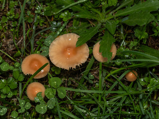 A close-up view of small orange mushrooms emerging from the wet, dew-covered grass, capturing the essence of a moist, verdant forest floor