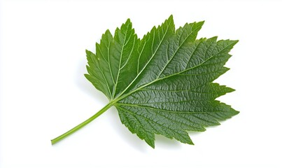 Fototapeta premium Green leaf with detailed texture and vibrant color