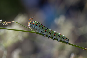 Spotted swallowtail butterfly caterpillar on a stem
