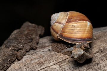 snail portrait close up