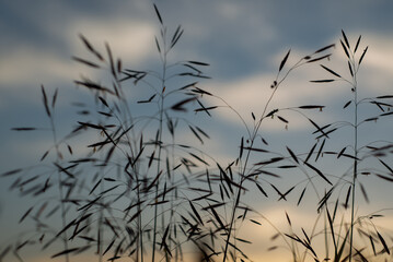 Delicate Silhouettes of Grass Against a Dramatic Sky During Sunset