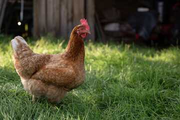 A red hen grazes in the green grass. Raising poultry. Chickens in the garden.