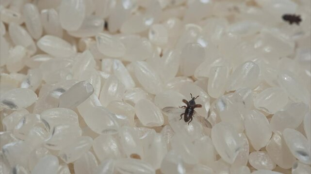 Sitophilus conicollis (rice weevil) on rice.
