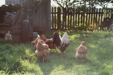 Brown hens on farm. Homemade poultry. Chicken in a traditional poultry farm. Chickens pecking grain on poultry yard