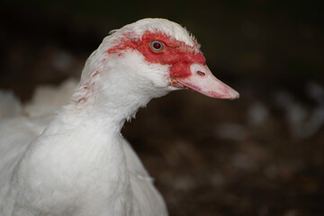 basse-cour traditionnelle