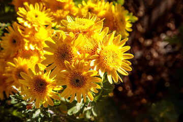 November Chrysanthemums 3