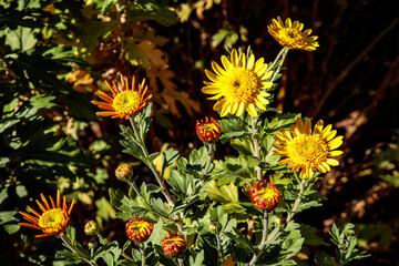 November Chrysanthemums 5