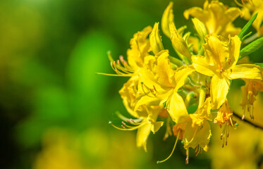 Fototapeta premium yellow rhododendron blooms in the Botanical garden 