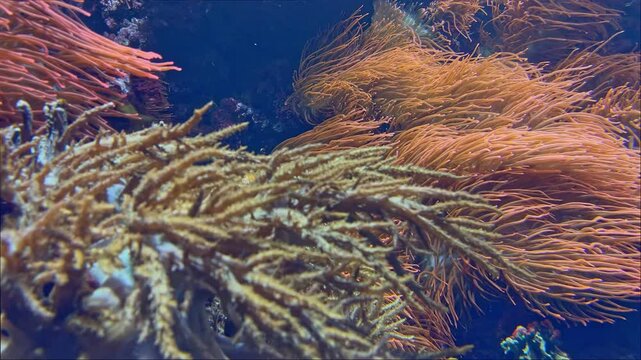 colorful soft corals and stony coral tentacles moving in lightflooded reef,  gorgonians in dark blue sea water