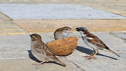A House Sparrow feeding on a Coconut Suet on the ground in UK