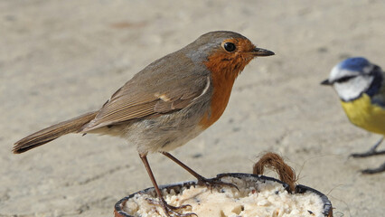 A Robn feeding on a Coconut Suet on the ground in UK