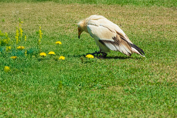 photographs of Egyptian vultures, in the middle of nature, one of nature's notable scavengers