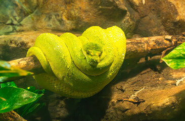 The Emerald Tree Boa in a zoo vivarium coiled around a tree limb. They are non venomous arboreal snakes and live in the rainforests of the Amazon basin. They can live around 20 years