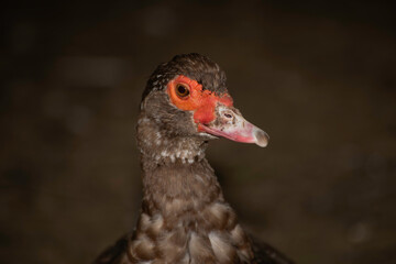 basse-cour traditionnelle