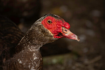 basse-cour traditionnelle