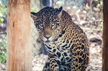 Jaguar sitting in the shade on a hot day at the zoo. Native to the Americas it can occasionally still be seen in Texas, Arizona and New Mexico. It is the largest cat in the Americas. © Wildspaces