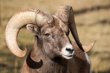 Bighorn Sheep - Ram