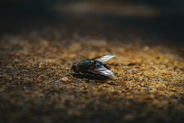 turtle on the ground