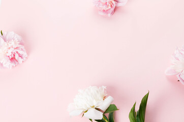 Romantic composition, delicate white peonies flowers close-up. Fragrant pink petals. Beauty, wedding, mothers day concept