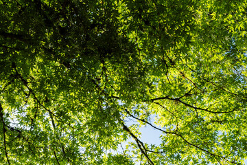 tree brunches with bright green leaves looking up background