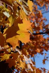 autumn maple leaves